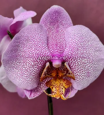 Фаленопсис Манхэттен (Phalaenopsis Manhattan) — купить в интернет-магазине  Ангелок