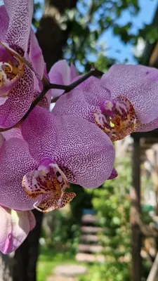 Орхидея Манхэттен цена 250 | Instagram