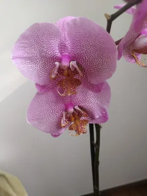 Орхидея Фаленопсис Манхеттен – купить в Санкт-Петербурге, цена 950 руб.,  продано 15 марта 2019 – Растения и семена