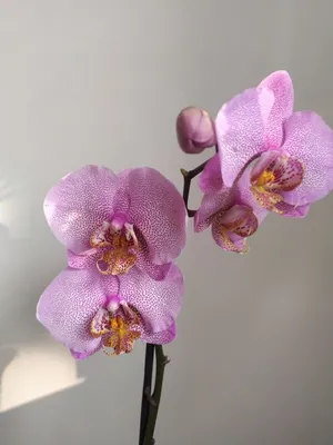 Орхидея фаленопсис Манхэттен: 450 грн. - Комнатные растения Житомир на Olx