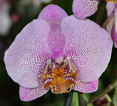 Орхидея Phalaenopsis Manhattan