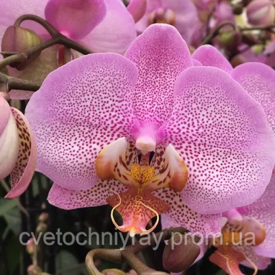 #Две Орхидеи-Манхэттен и РозовыйДракон#Найдем отличия# 21.06.21 - YouTube