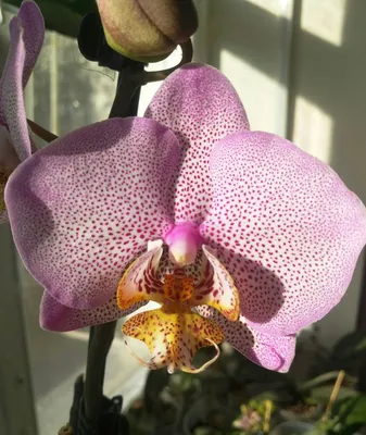 Орхидея Манхэттен: фото, подробное описание и правила выращивания цветка, в  том числе инструкция по посадке, особенности размножения и… | Орхидея,  Растения, Орхидеи