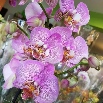 Орхидея Манхэттен цена 250 | Instagram
