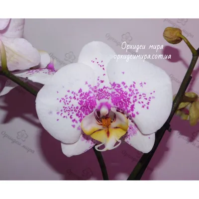 Орхидеи для Вас - 🌺 Стандарт \"Formation\"!!!😍 сорт пробит... | Facebook