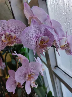 Орхидея Манхеттен: 600 грн. - Комнатные растения Одесса на Olx