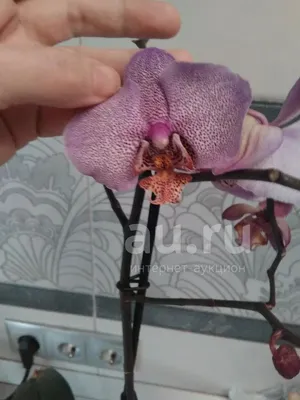 Зацветать пурпурная и розовой орхидея назвал Манхэттен. Завод с цветком  супермутантов в большом плане банка Стоковое Изображение - изображение  насчитывающей взорвать, естественно: 211374767