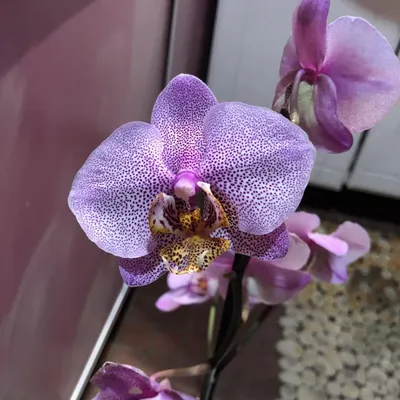Орхидея Фаленопсис Манхатън Phal Manhattan | Beautiful orchids, Orchids,  Plants