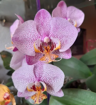 Зацветать пурпурная и розовой орхидея назвал Манхэттен. Завод с цветком  супермутантов в большом плане банка Стоковое Изображение - изображение  насчитывающей декоративно, промахов: 211374781