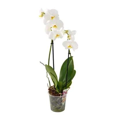 Орхидея Манхэттен: фото, подробное описание и правила выращивания цветка, в  том числе инструкция по посадке, особенности размножения и рекомендации по  уходу за прекрасным растением