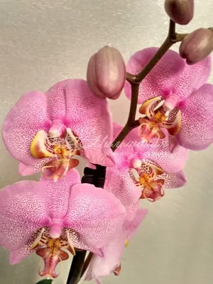 Орхидея Мультифлора Ирен купить в Москве