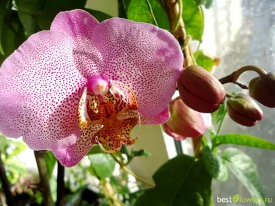 Орхидея Phal. Philip Treacy - купить, доставка Украина