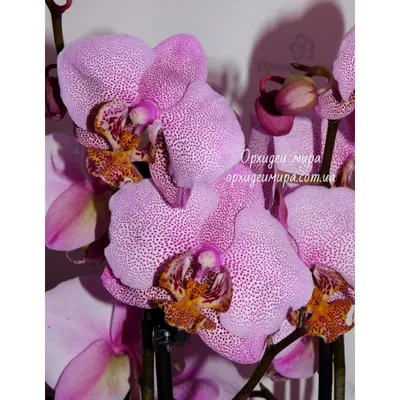 Орхидея Манхэттен ⠀ Этот сорт очень... - Редкие сорта орхидеи | Facebook