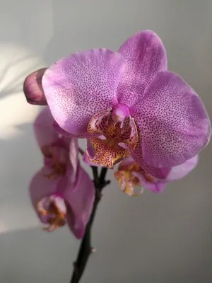 Фото орхидей + название ❗️ | Вилена Цветкова | Дзен