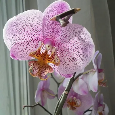 Орхидея Манхэттен – купить в Москве, цена 1 000 руб., продано 2 октября  2019 – Растения и семена
