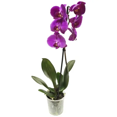 🌺ОРХИДЕИ || ПРОДАЖА|| РОСТОВ on Instagram: \"Цветушая орхидея Биг Лип ( Манхеттен) 2 цветоноса, 12 горшок Цветок стандарт 8-9 см . 5 броней - 2900р  1 бронь самовывоз уценка- ❌ ПЕРЕДЕРЖКИ НЕТ! УЧИТЫВАЙТЕ