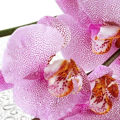 Орхидея Манхэттен 🎈скидка 👉👉👉💥 цена 200 грн 💥 Доставка новой и укр  почтой 🚚 👉👉👉Работаем с наложкой | By Zelena Xata | Facebook