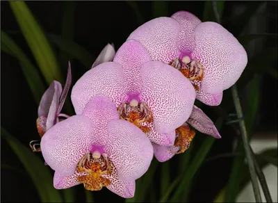 Что делать, если залили орхидею | ОрхиГид | Дзен