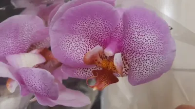 Орхидея манхэттен - фото и картинки: 72 штук
