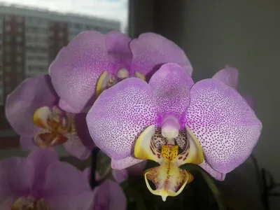 Купить орхидею Фаленопсис Манхеттен (Manhattan) с доставкой по Киеву и  Украине.