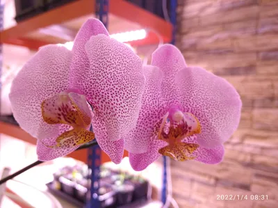 Первое домашнее цветение орхидеи Манхэттен/Мои орхидеи/The first home  blooming of Manhattan orchid - YouTube