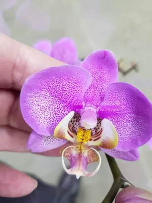 Phal Manhattan peloric | Орхидеи, Орхидея, Гардения
