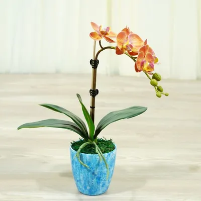 Орхидеи фэнси - 62 фото