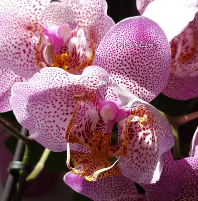 Орхидея Manhattan | Орхидеи, Орхидея, Растения