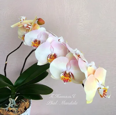 Орхидея Phal. Shyang Fa Pink Pearl - купить, доставка Украина