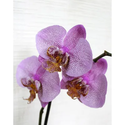 Орхидея Манхэттен – купить в Самаре, цена 500 руб., продано 4 августа 2017  – Растения и семена