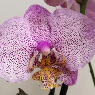 Орхидея фаленопсис манхэттен - 69 фото
