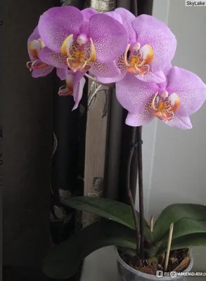 орхидея фаленопсис А3(Phalaenopsis Diamond Head) — купить в Красноярске.  Горшечные растения и комнатные цветы на интернет-аукционе Au.ru