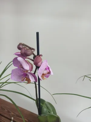 Phalaenopsis Орхидеи Миниатюрные Гибриды Имени Манхэттен — стоковые  фотографии и другие картинки Орхидея - iStock
