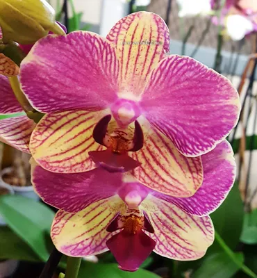 Орхидея Палермо фото фотографии