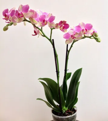Phalaenopsis Palermo - Орхидеи, орхидеи уход субстратов, Oрхидариумы