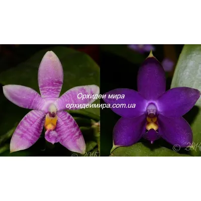 Phalaenopsis Jennifer Palermo x violacea Indigo | Passiflora.ru - Сервис  коллективных заказов