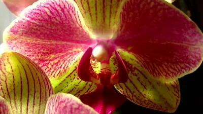 Орхидея Phal. Jennifer Palermo x Violacea Indigo 1,7 - купить, доставка  Украина