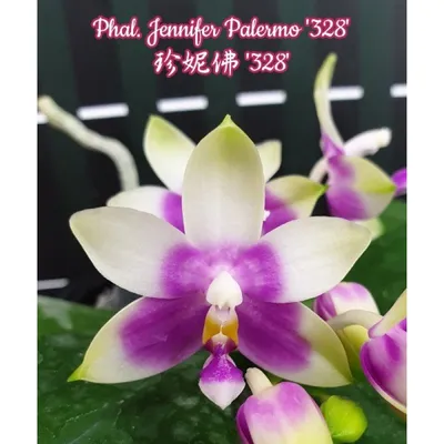 Орхидея Phal. Jennifer Palermo 328 - купить, доставка Украина