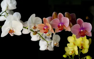Мастерпис орхидея (31 фото) - 31 фото