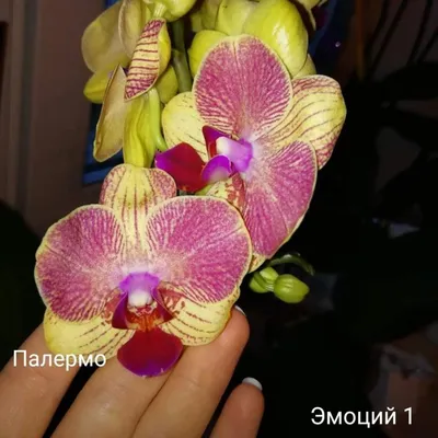 Орхидея фаленопсис палермо – купить в Москве, цена 700 руб., продано 29  октября 2019 – Растения и семена