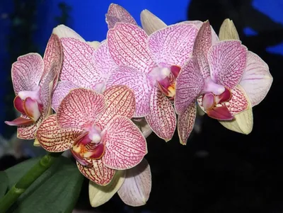 Орхидея фаленопсис бенидорм - 52 фото