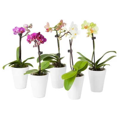 Купить Орхидея Фаленопсис одноветочная Палермо | UFL