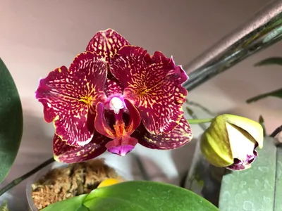 Орхидея ягу - 64 фото
