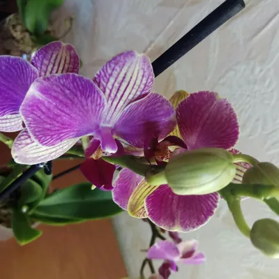 💞 Орхидея Фаленопсис Palermo 💞 – купить в Санкт-Петербурге, цена 730  руб., продано 31 марта 2018 – Растения и семена