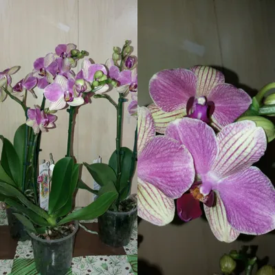 Орхидеи от 3000-и все для них - Страница 117 - Цветочный базар - Все Вместе  - Страница 117