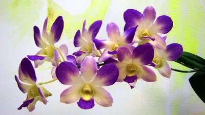 Подарок Орхидея фаленопсис 1-ствольная» – купить с доставкой по Щелково