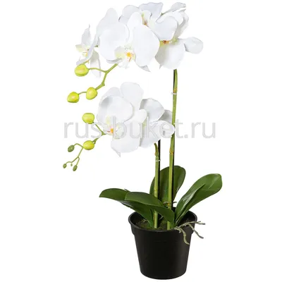 Орхидея палермо - 64 фото