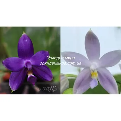 Орхидея лола - 73 фото