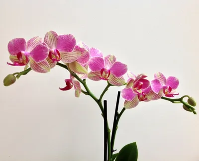 Phalaenopsis Palermo - Орхидеи, орхидеи уход субстратов, Oрхидариумы