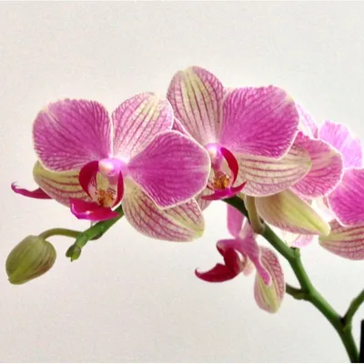 Орхидея Phal. Palermo - купить, доставка Украина